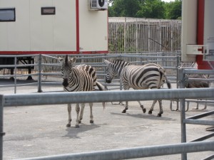 trostloses-leben-im-tierzirkus